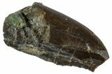 Serrated Dinosaur (Allosaurus) Premaxillary Tooth - Colorado #261698-1